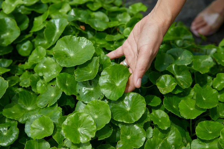 Centella Asiatica | SoapyLog