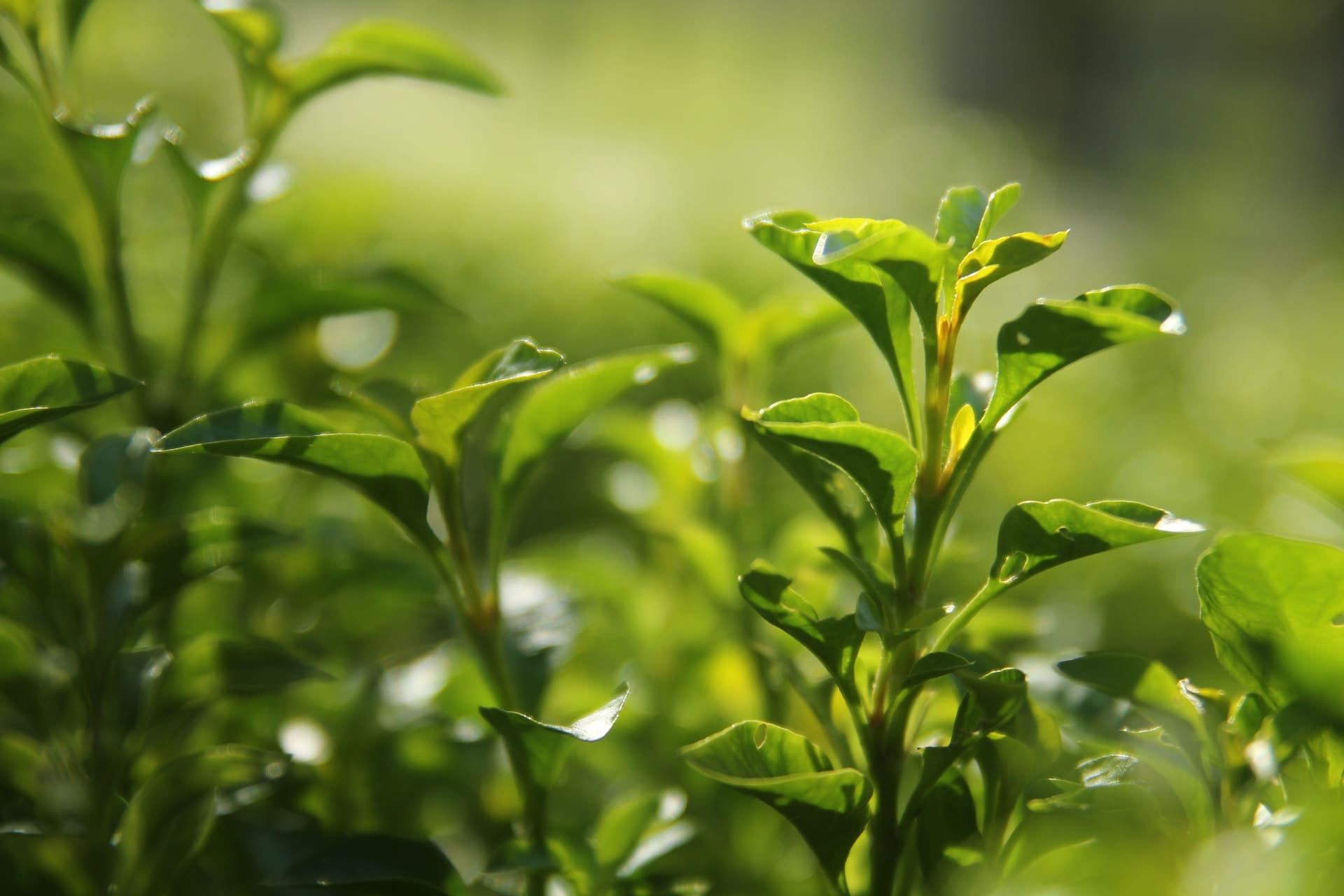 Yeşil Çay Ekstraktı | SoapyLog