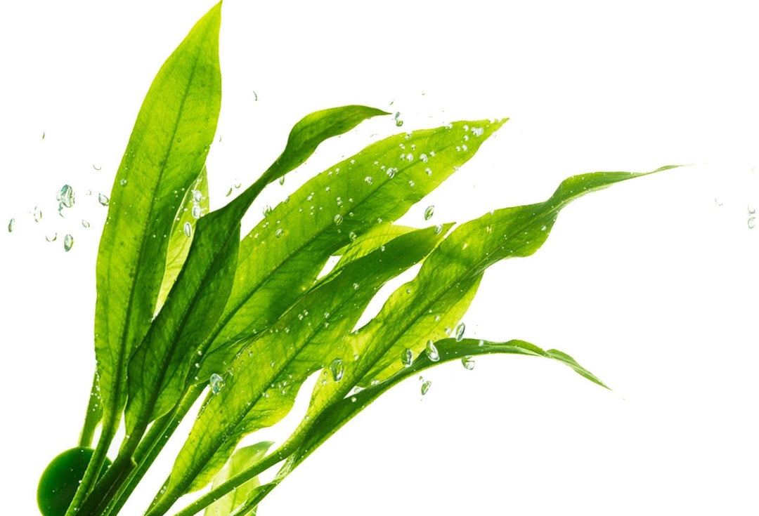 Chlorella: Doğanın Güzellik İksiri | SoapyLog